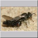 Oxybelus bipunctatus - Fliegenspiesswespe w25 5mm mit Fliege - OS-Wallenhorst-Tongrube-Lehmwiese.jpg